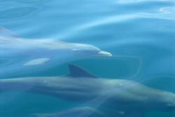 Dolphins, chasing our boat, taken today, We were blessed ... by Michael Salcito 